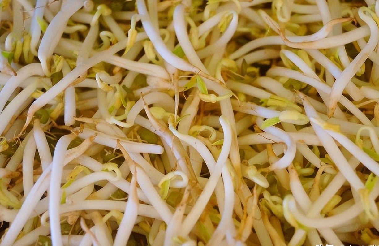 豆芽最新資訊，引領(lǐng)綠色健康食品潮流的新動態(tài)