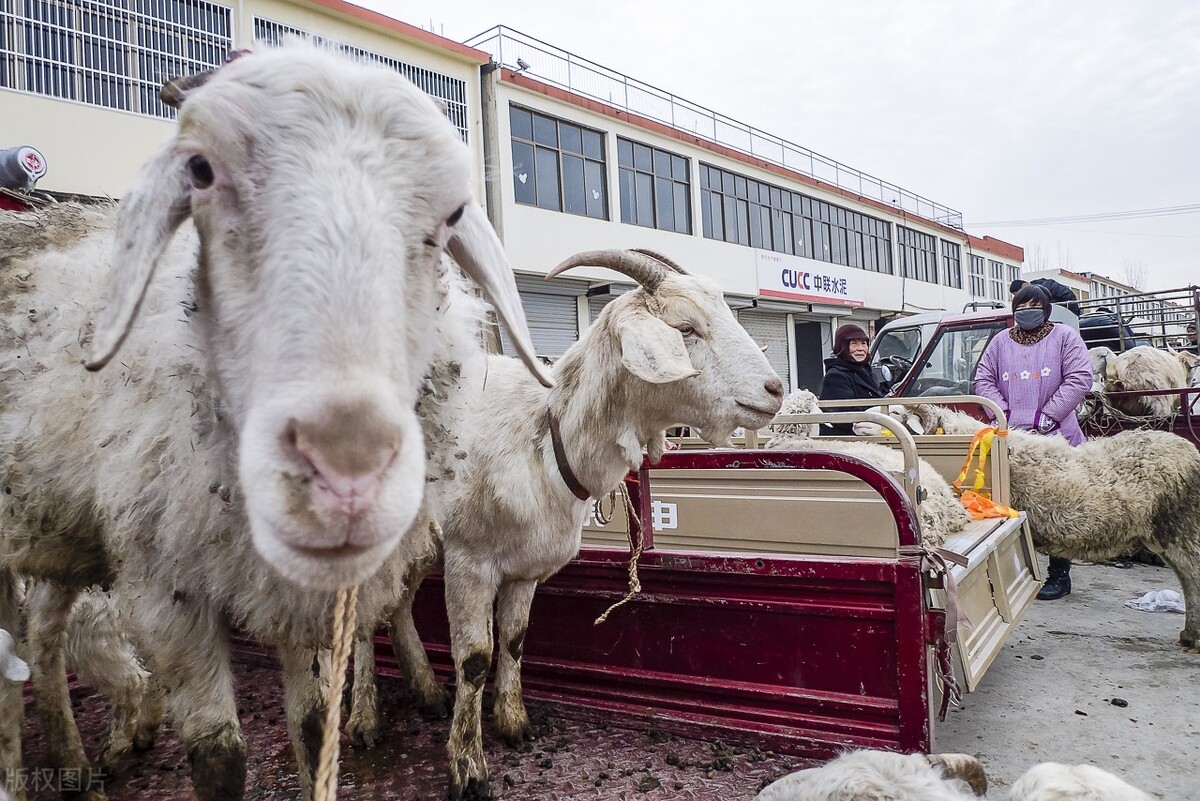 全國活羊價格實時動態(tài)解析及觀點論述