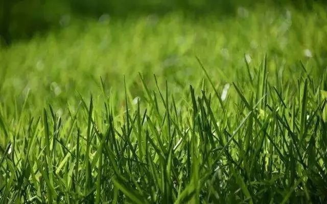 最新青青草在線資源探索，小巷中的綠色奇遇