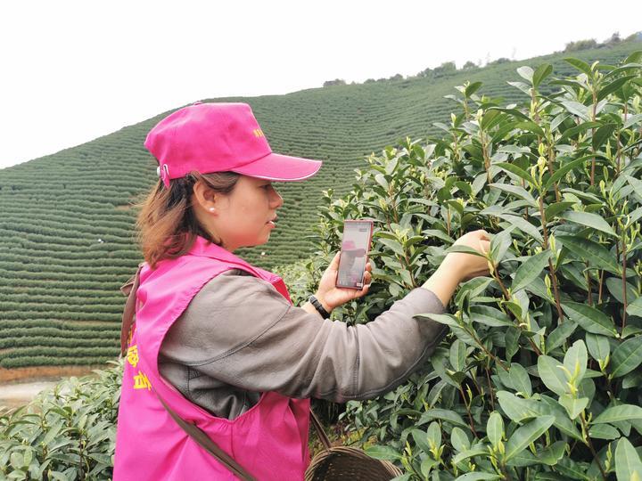 茶園招聘信息更新，應(yīng)聘茶園工作的步驟指南與最新資訊獲取渠道