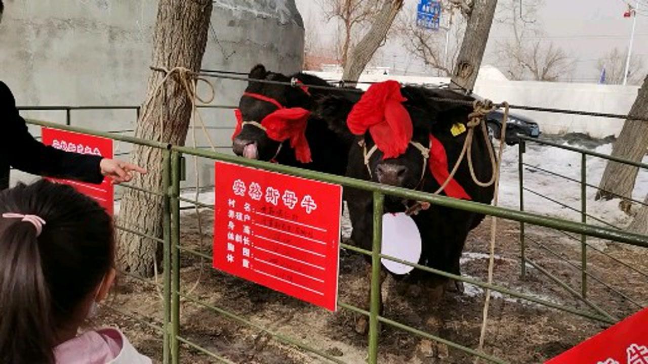 農(nóng)村牛二條最新視頻，展現(xiàn)鄉(xiāng)村魅力與變遷的實錄