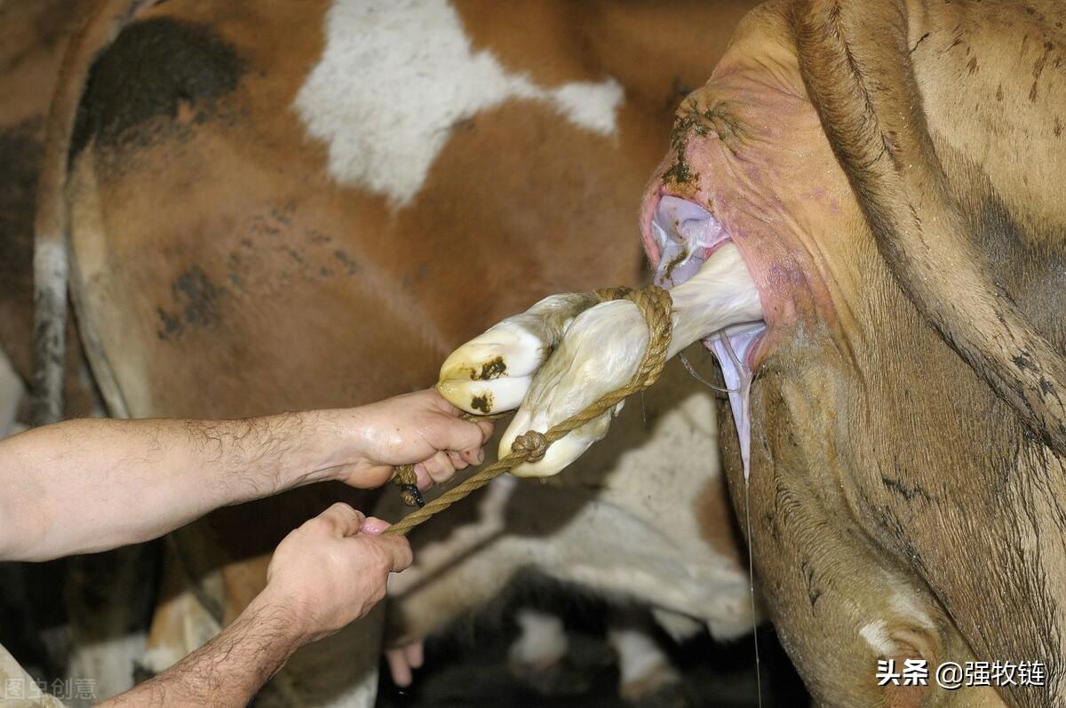 牛胎衣不下的最新療法研究及治療方案