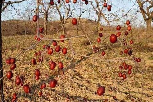 最新鮮生蠔保存方法指南